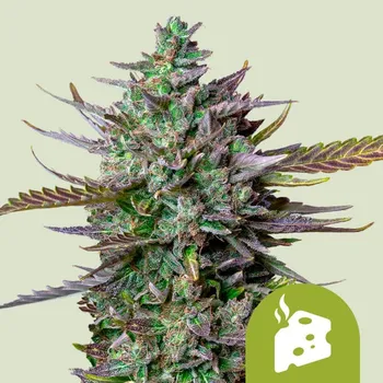 Semeno Royal Queen Seeds - Blue Cheese Auto 3 ks