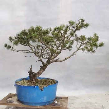 Yamadori - Pinus sylvestris 155323