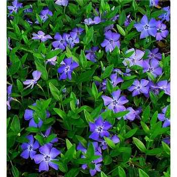 Sazenice Barvínek menší, kont. 0,5 l