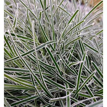 Sazenice Ficinia ´FROSTY MORNING´ kont. 0,5 l