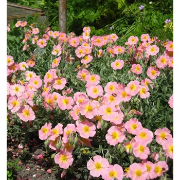 Sazenice Devaterník ´WISLEY PINK´ kont. 0,5 l