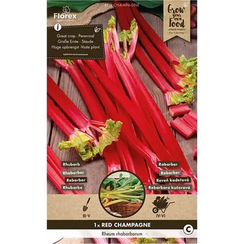 Cibulovina Rebarbora Red Champagne 1 ks