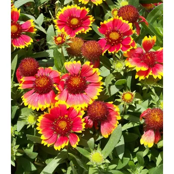 Semeno Kokarda jednoduchá Lorenziana 0,3 g