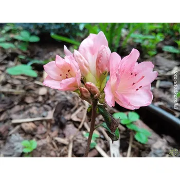 Sazenice Japonská azalka 'Kalineczka' Balení: kontejner p9