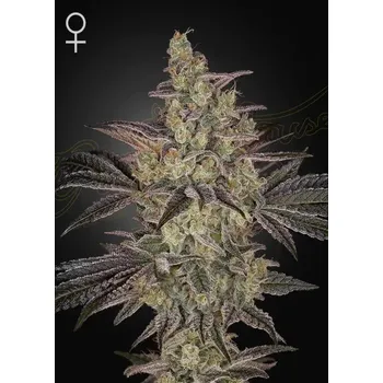 Semeno Green House Seed Frosted Guava Auto Balení: 3ks