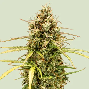 Semeno Royal Queen Seeds - Milky Way F1 Auto 1 ks