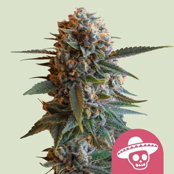 Semeno Royal Queen Seeds - Mexican Rush 1 ks