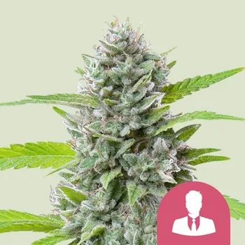 Semeno Royal Queen Seeds - El Patron 1 ks