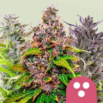 Semeno Royal Queen Seeds - Feminizovaný Mix 3 ks