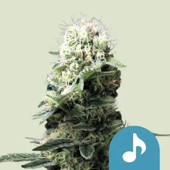 Semeno Royal Queen Seeds - Dance World CBD 25 ks