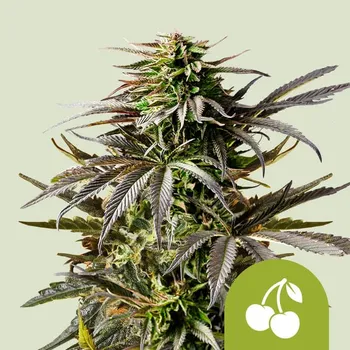 Semeno Royal Queen Seeds - Cherry Pie Auto 3 ks