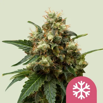 Semeno Royal Queen Seeds - Ice 25 ks