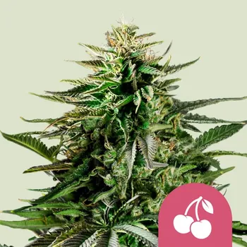 Semeno Royal Queen Seeds - Cherry Pie 5 ks
