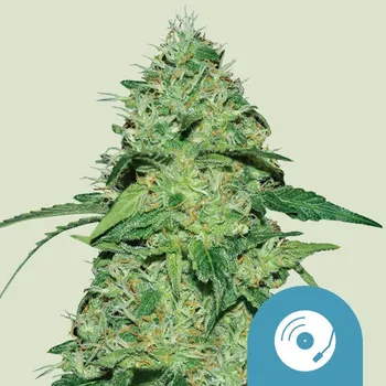 Semeno Royal Queen Seeds - Joanne´s CBD 3 ks