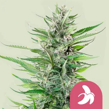Semeno Royal Queen Seeds - Fat Banana 25 ks