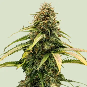 Semeno Royal Queen Seeds - Epsilon F1 Auto 1 ks
