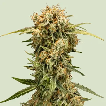 Semeno Royal Queen Seeds - Medusa F1 Auto 1 ks