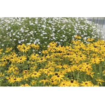Květináč Třapatka zářivá FloraSelf Rudbeckia fulgida 'American Gold Rush' 10-45 cm květináč 0,5 l
