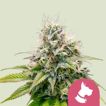 Semeno Royal Queen Seeds - Kali Dog 25 ks