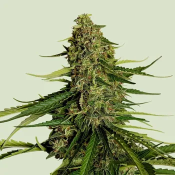 Semeno Royal Queen Seeds - Gaia F1 1 ks