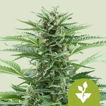 Semeno Royal Queen Seeds - Easy Bud Auto 25 ks