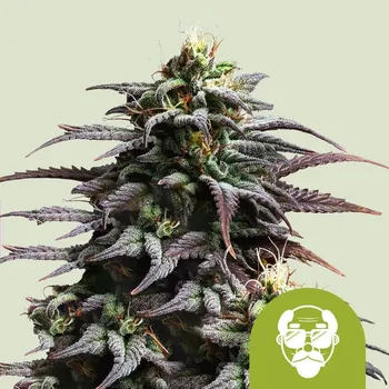 Semeno Royal Queen Seeds - Granddaddy Purple Auto 3 ks