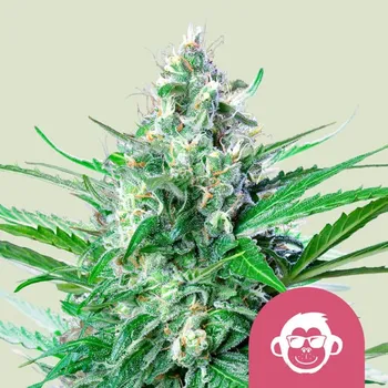 Semeno Royal Queen Seeds - Grape Ape 1 ks