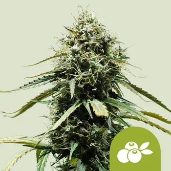 Semeno Royal Queen Seeds - Haze Berry Auto 1 ks