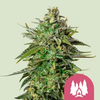 Semeno Royal Queen Seeds - Larry OG 1 ks