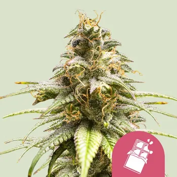 Semeno Royal Queen Seeds - Chocolate Haze 25 ks