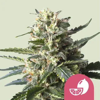 Semeno Royal Queen Seeds - Lemon Shining Silver Haze 1 ks