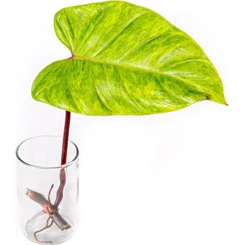 Gardners Philodendron Painted Lady - řízek k zakořenění Filodendron