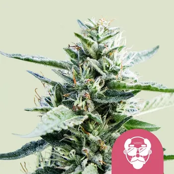 Semeno Royal Queen Seeds - Granddaddy Purple 10 ks