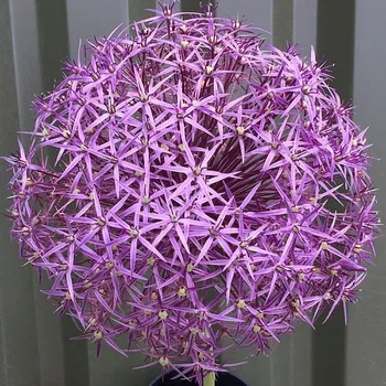 Cibulovina Česnek christophii 3 ks