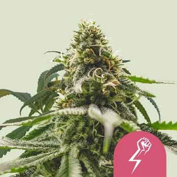Semeno Royal Queen Seeds - Green Crack Punch (Green Punch) 1 ks