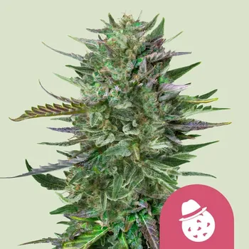Semeno Royal Queen Seeds - Do-Si-Dos 1 ks