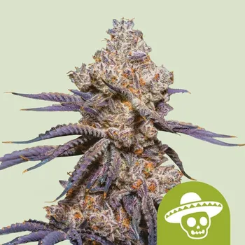 Semeno Royal Queen Seeds - Mexican Rush Auto 3 ks
