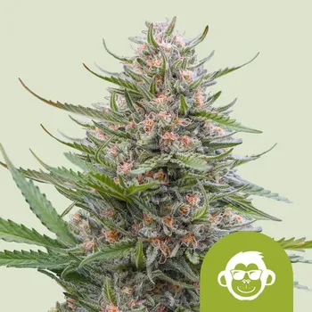 Semeno Royal Queen Seeds - Grape Ape Auto 1 ks