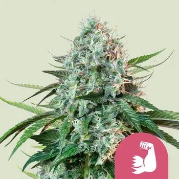 Semeno Royal Queen Seeds - HulkBerry 3 ks