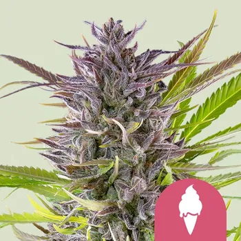 Semeno Royal Queen Seeds - Green Gelato 1 ks