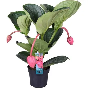 Sazenice Medinilla magnifica 'Flamenco'