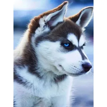 Diamantové malování Diamantové malování/Huacan - Husky profilovka