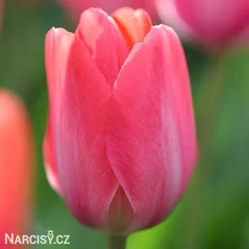 Sazenice Tulipán - Van eijk .: 250 ks