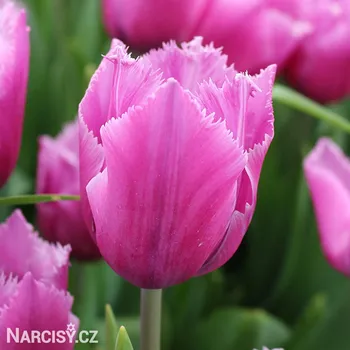 Sazenice Tulipán třepenitý - Louvre .: 10 ks