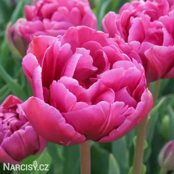 Cibulovina Tulipán plnokvětý - Margarita .: 250 ks