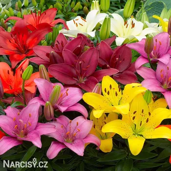 Cibulovina Lilie asijská - Směs barev .: 5 ks