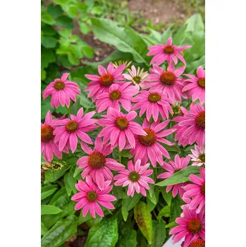 Cibulovina Třapatkovka nachová Purpurea Magnus růžová 1 ks