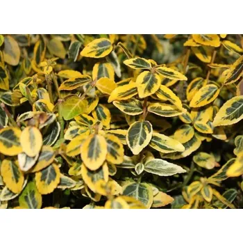 Sazenice Brslen - žlutozelený Emerald´n Gold