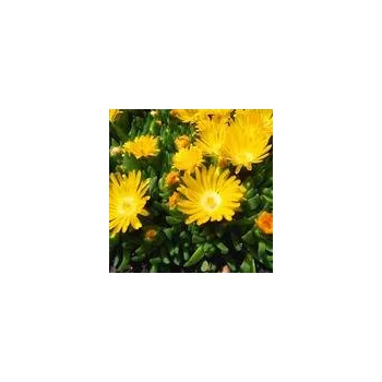 Sazenice Delosperma Golden Nugget