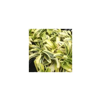 Sazenice Arabis ferdinandi-coburgii Old Gold